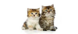 taking_care_of_kittens-7239086