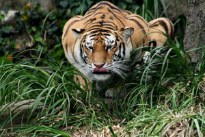 Explore the intricate and strategic hunting tactics of tigers, as they master the art of surprise attacks.