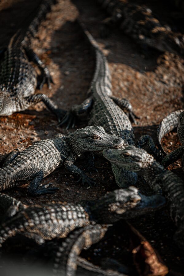 A photo showing a juvenile alligators in a spacious enclosure, titled "The Growing Needs of Your Pet Alligator