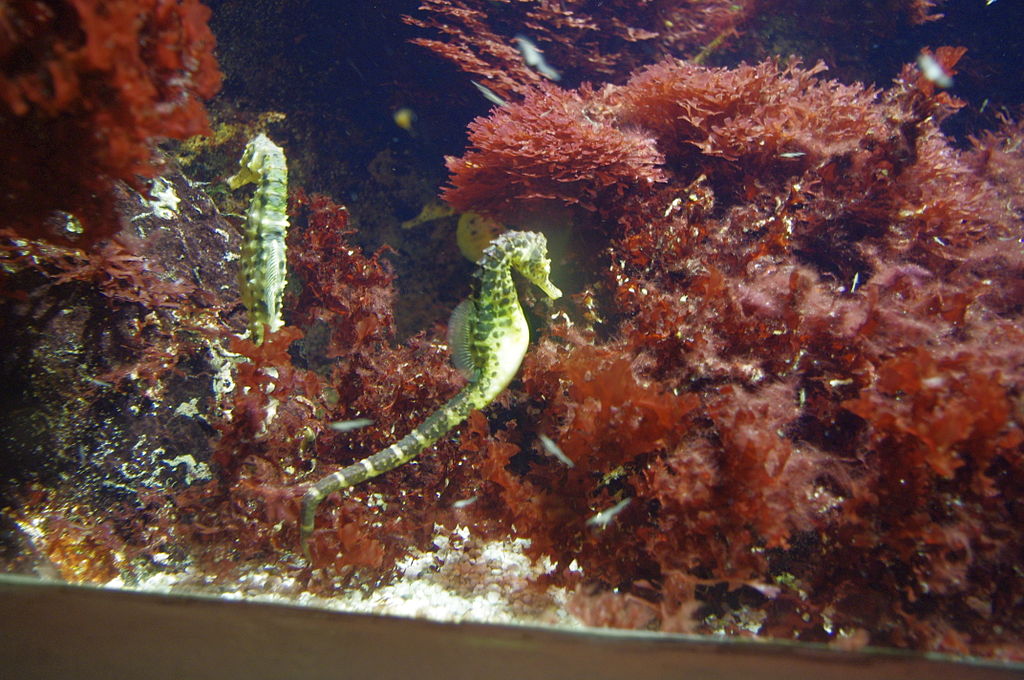 Creating a proper setting for seahorses in an aquarium is crucial for their well-being, including factors like suitable water parameters, adequate tank size, and appropriate tank mates.