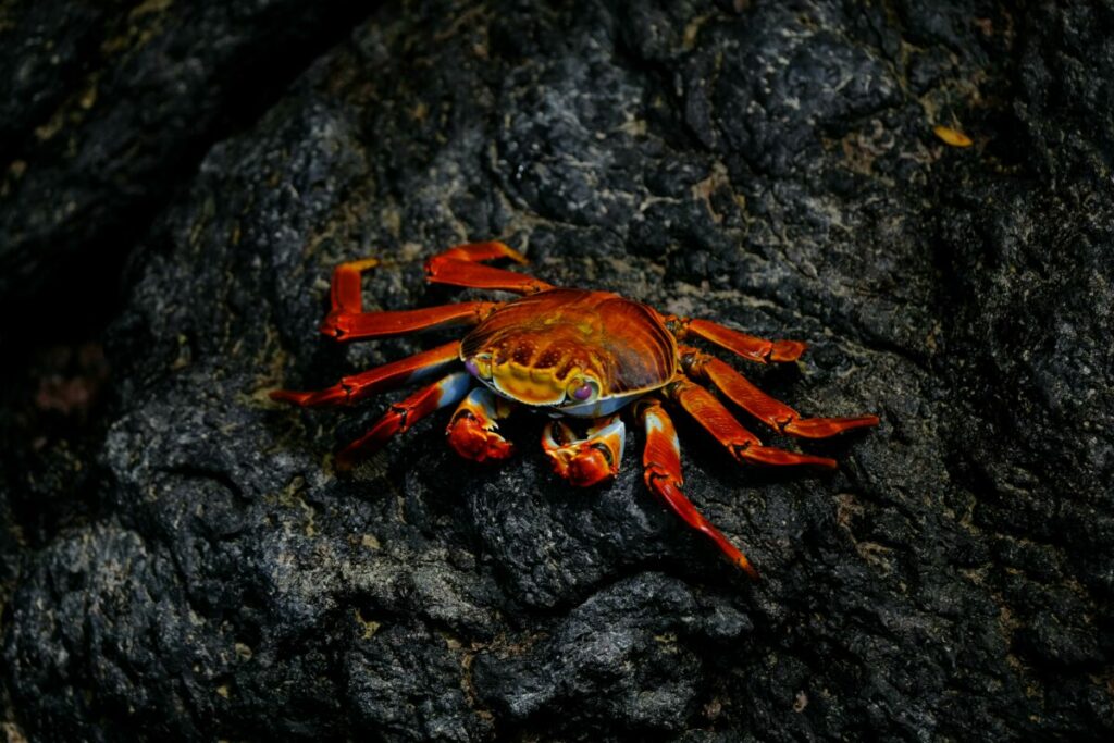 Explore the captivating journey of a peeler crab's life cycle in this informative guide