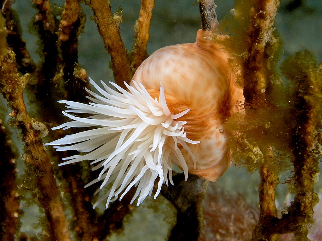 Explore the intricate mechanism of the kill as marine anemones employ their specialized tentacles to capture and immobilize prey