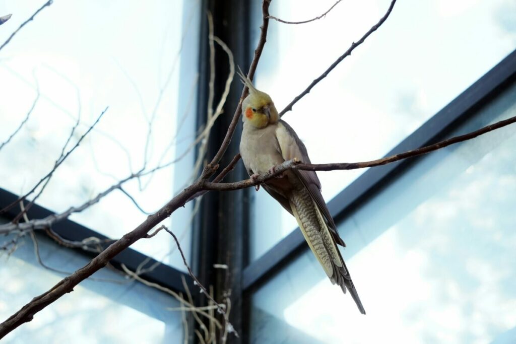 Explore the captivating world of cinnamon cockatiels, delving into their unique characteristics, behavior patterns, and care requirements.