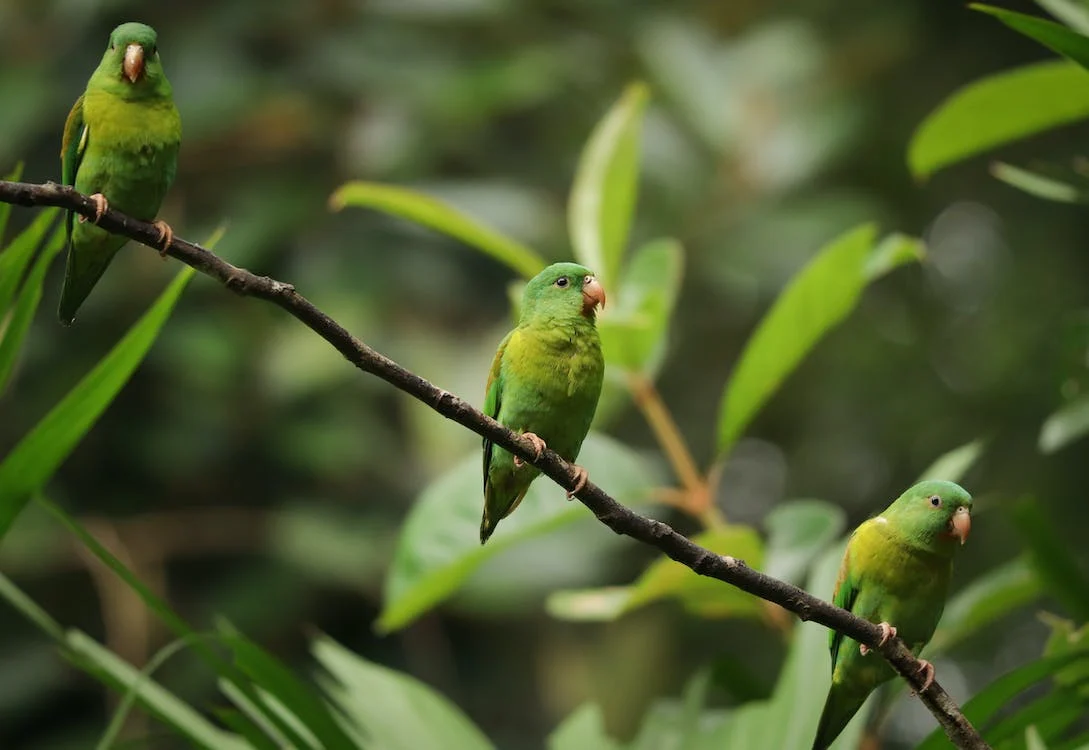 Three parakeets on a tree branch