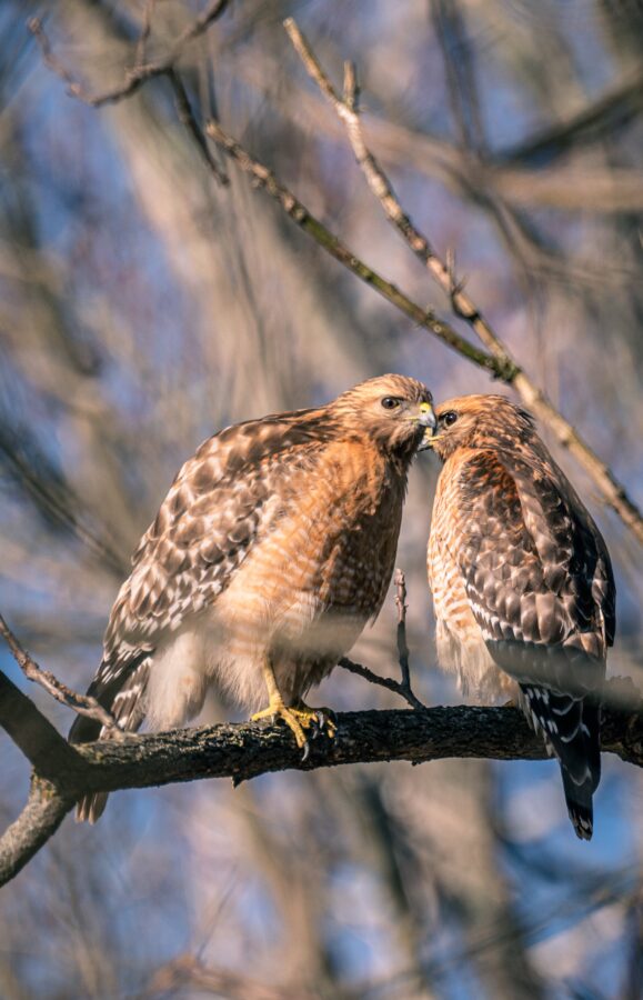 : "Top Five Types of Hawks: A Closer Look" delves into the captivating world of these magnificent birds, presenting in-depth profiles of the most remarkable hawk species.