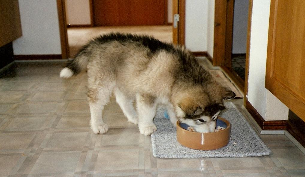 Witness the exciting milestone as your two-month-old puppy makes the transition to solid food, showcasing their growing independence and nutritional needs.