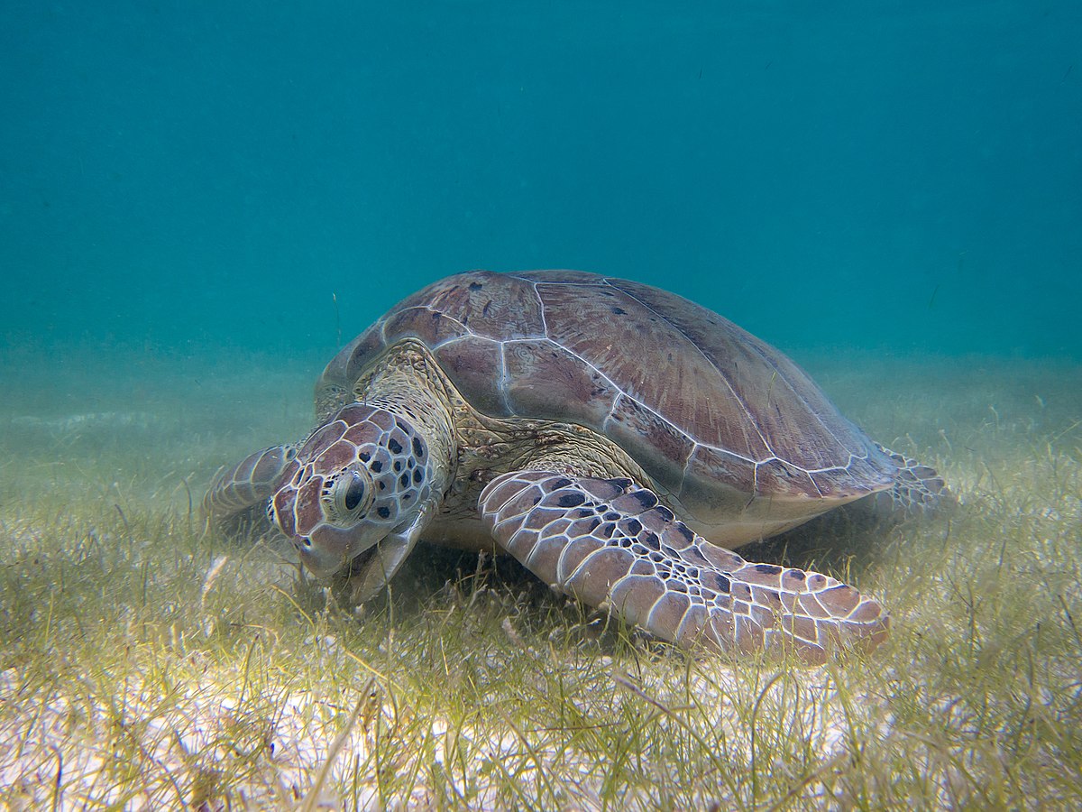 A green sea turtle grazing on seagrass