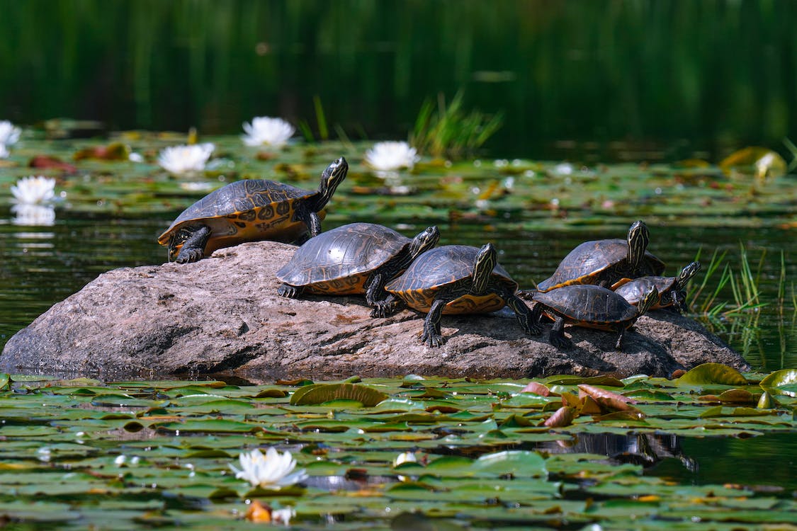Turtles sitting on a rock in a swamp