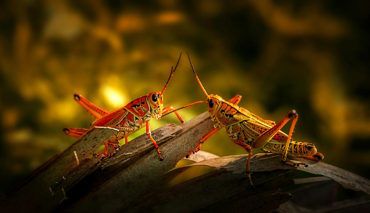 Two Grasshoppers 