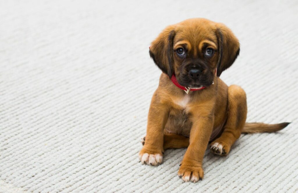 Gain insights into the diverse stages of puppy growth, from the tender newborn phase to the energetic and curious adolescent stage.