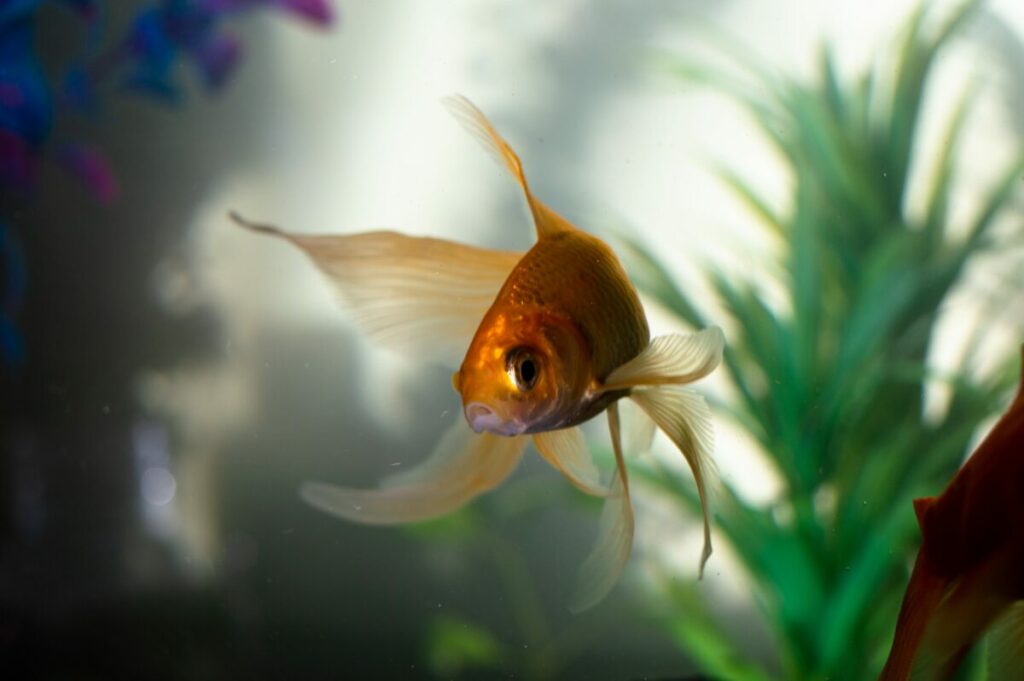 A close-up image of a goldfish swimming gracefully in a clear aquarium, its vibrant fins trailing behind.