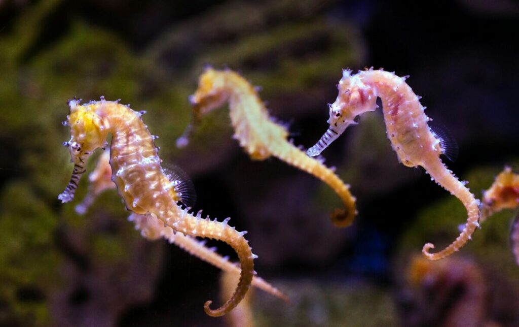 Understanding the different seahorse species involves recognizing their distinct physical features, habitats, and behaviors, which vary from one species to another.