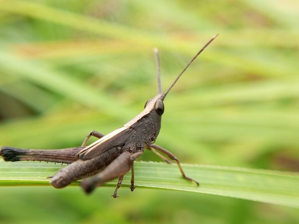 Understand how different weather patterns impact the habitat and behavior of grasshoppers, from seeking shelter during rainstorms to basking in sunlight for warmth.