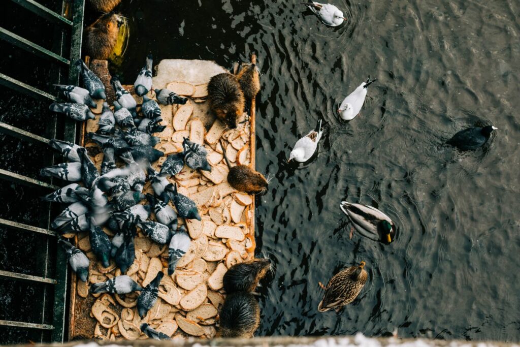 A photo showing a variety of treats for ducks, including grains, vegetables, and mealworms, titled "What Do Ducks Eat as Treats?"