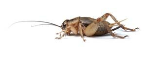 what_do_crickets_eat-3702493