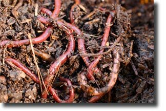 what_do_earthworms_eat2-9969678