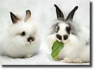 what_do_rabbits_eat2-8755036