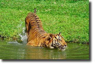 what_do_tigers_eat2-5710785