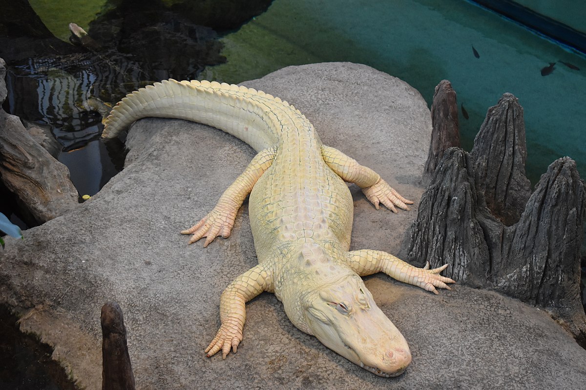 Claude- Albino Alligator