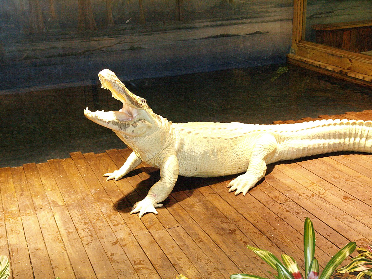 White Alligator now at Gatorland