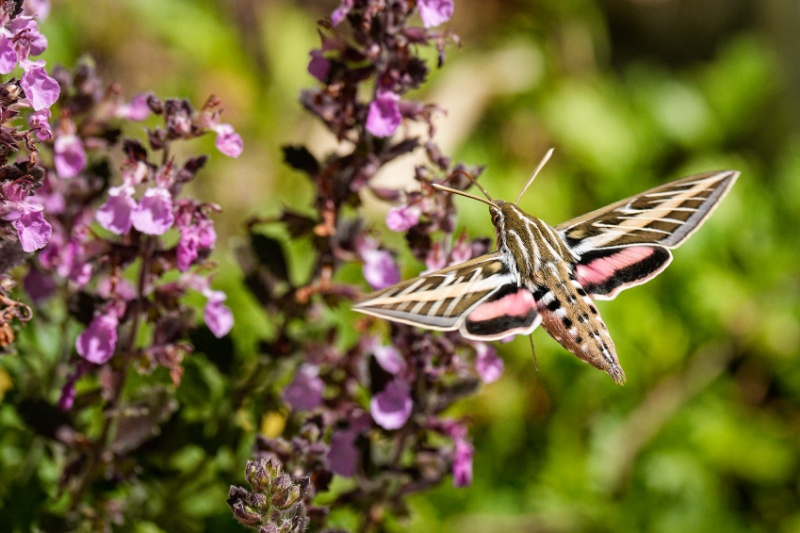 White-lined Sphinx Moth flying by the  flowers