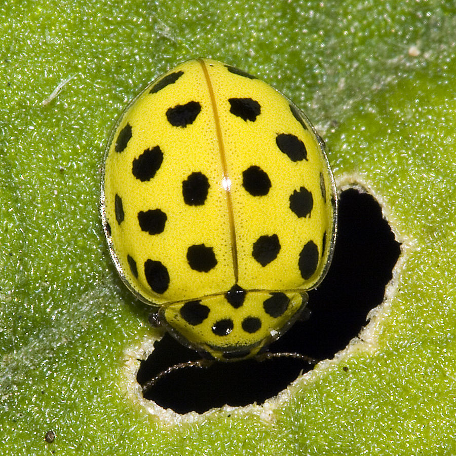 black spots on yellow ladybug
