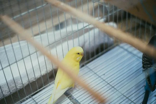 Yellow Quaker Parrot
