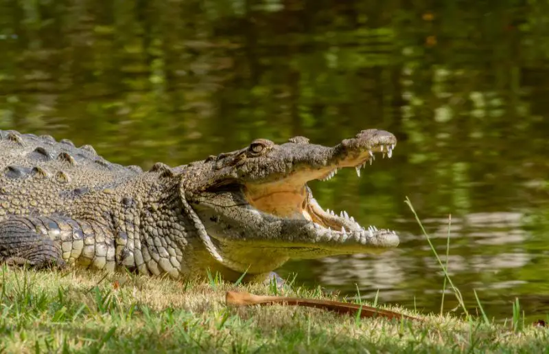 A closer view of the sunning American Crocodile living in the pond