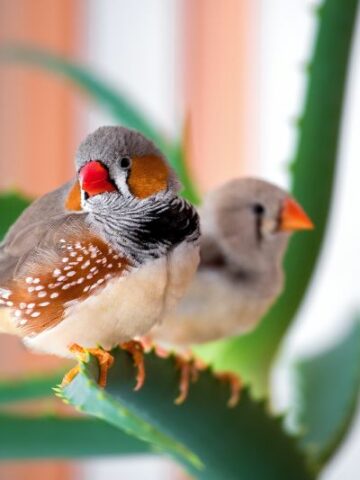 The Ultimate Guide: Tips for Selecting the Best Finch Food