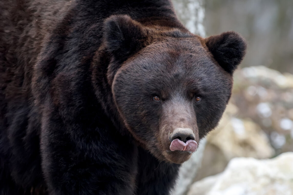 Adult black bear up close
