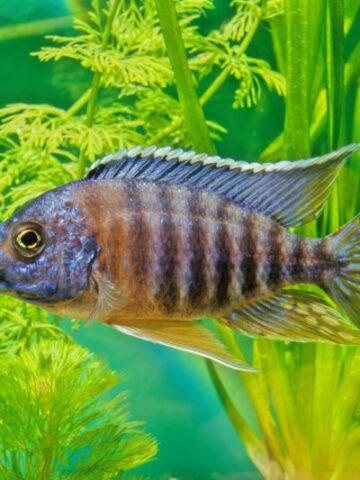 The Magnificent Allure of Peacock Cichlids: A Colorful Addition to Your Aquarium