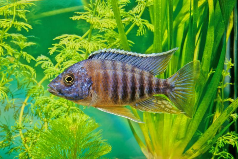 Aulonocara nyassae swimming among green seaweeds