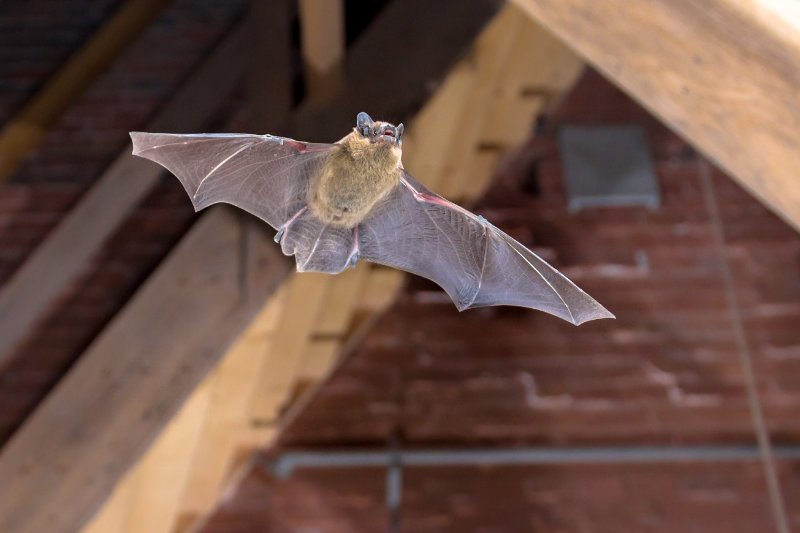 bat flying inside building