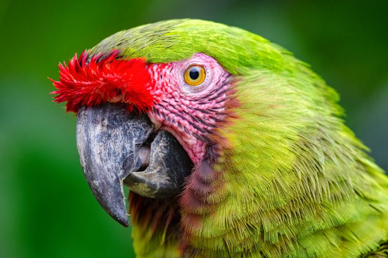 Beautiful military macaw up front