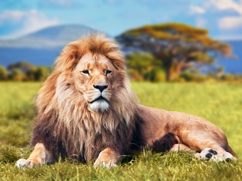 Big lion lying on savannah grass. Kenya, Africa