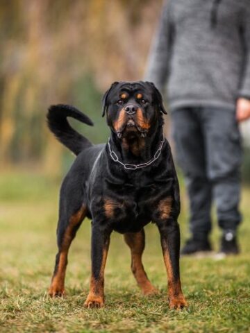 Understanding Rottweiler Behavior: 5 Key Traits You Should Know