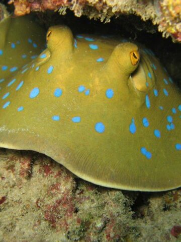 Dive into the Depths: Exploring the Charm of the Blue Spotted Stingray