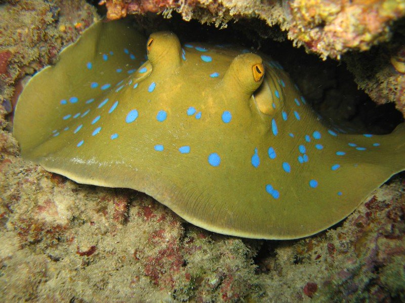 Closeup of Blue Spotted Stingray inside a reef