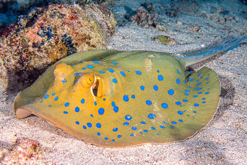 Closeup of Blue Spotted Stingray on a sand