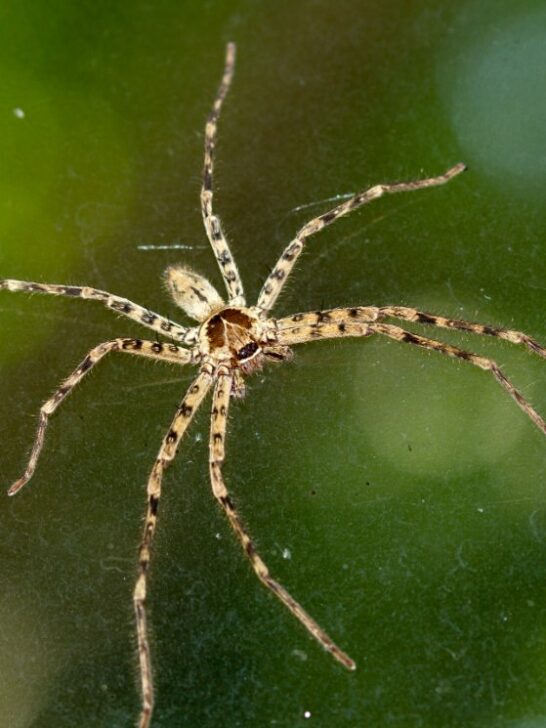 Unveiling the Intriguing World of the Cane Spider: Facts and Fascinating Insights
