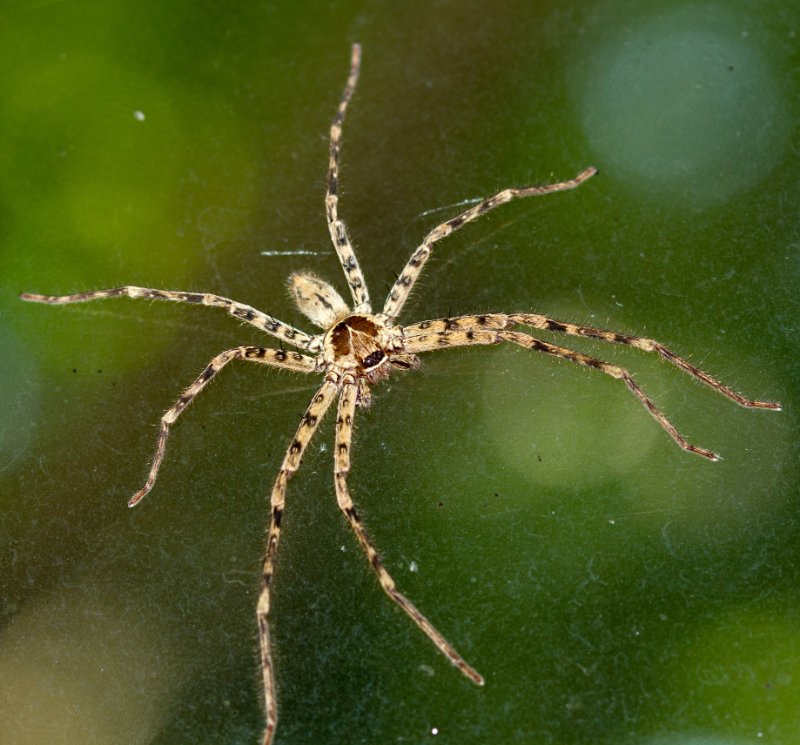 cane spider close-up