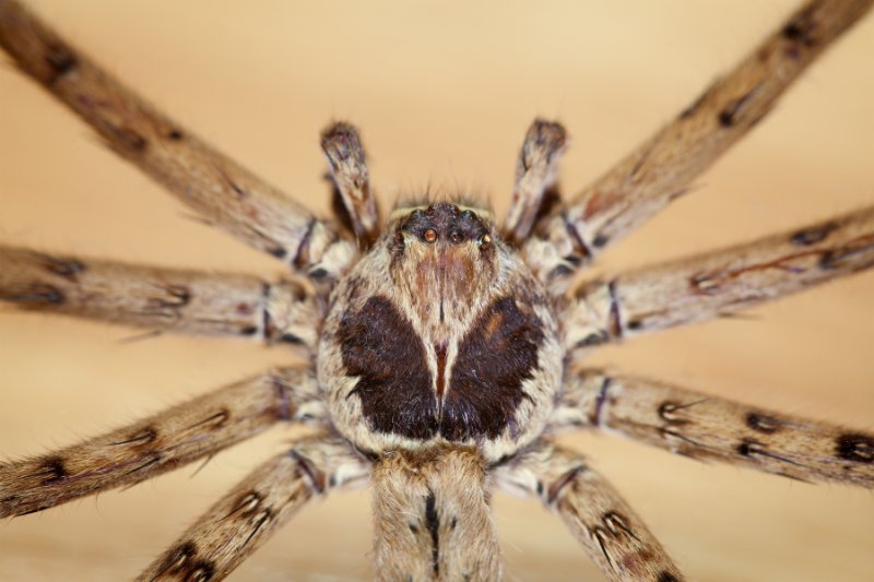Close-up of Cane Spider