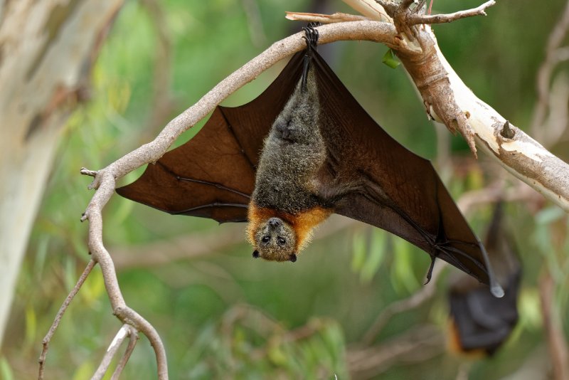 Bat hanging upside down on the tree.