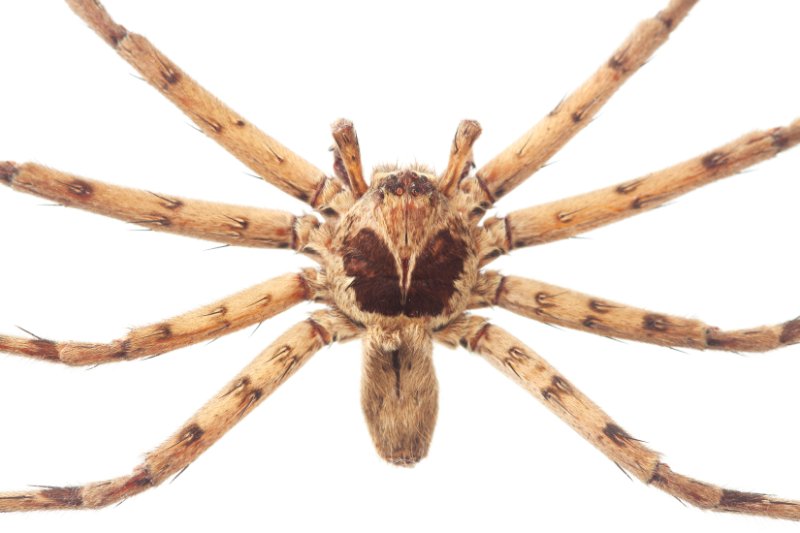 Cane spider isolated on white background