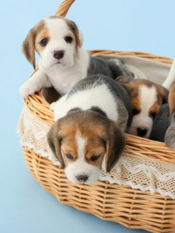 Unraveling the Charm of Miniature Beagles: The Perfect Petite Pups
