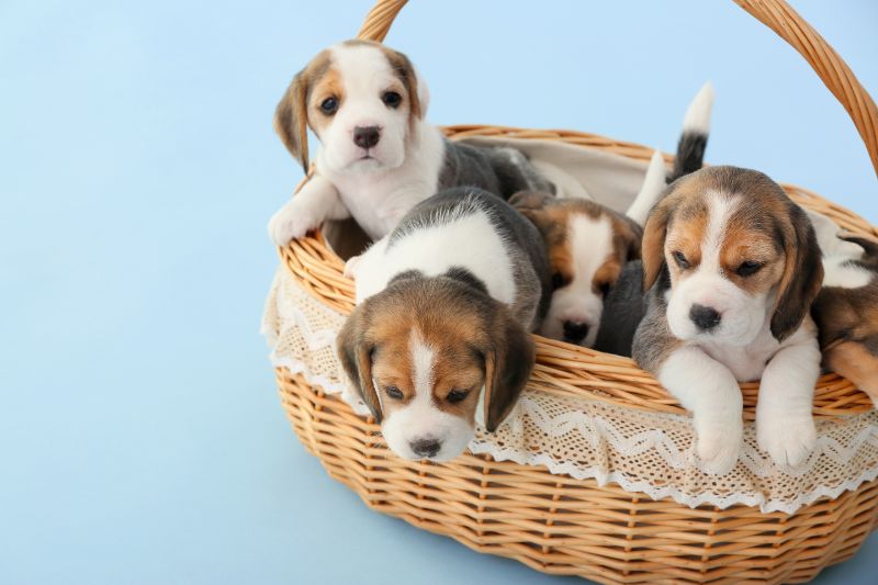 Cute beagle puppies in basket