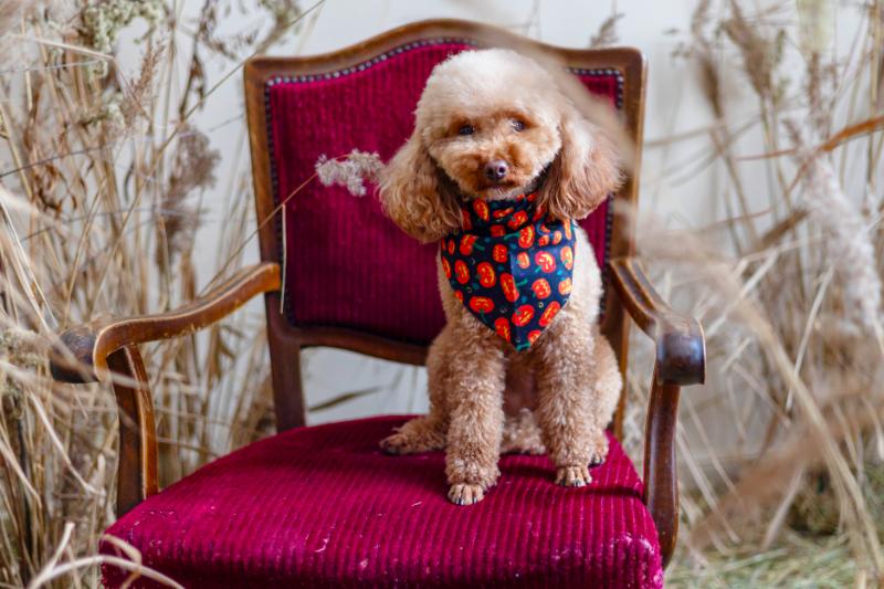 Cute pet pocket poodle on a chair