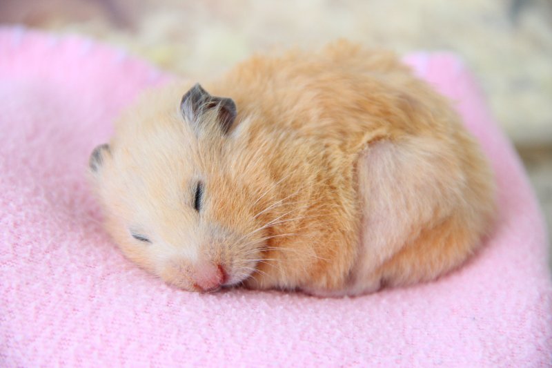 Hamster baby sleeping on a pink mat