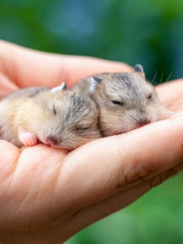 The Complete Guide to Caring for Hamster Babies: Everything You Need to Know