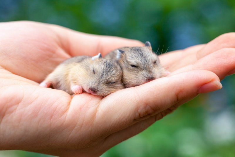 Person holding two cute sleeping baby hamsters in his palm outdoor